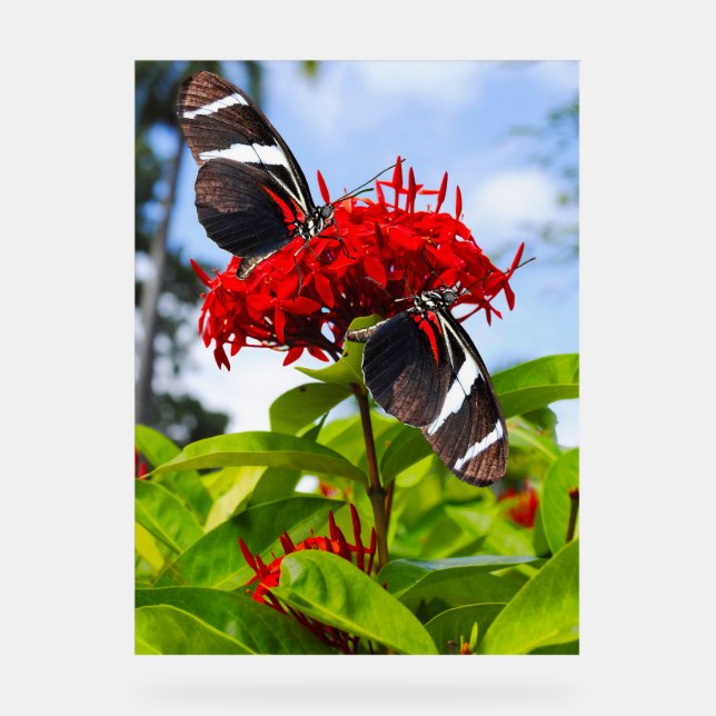 Zebra longwing butterflies on red flowers acrylic sign (Front)