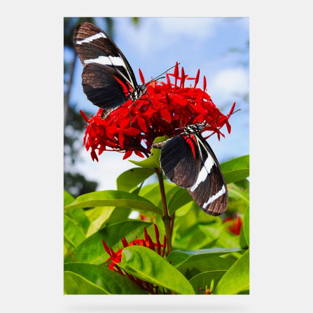 Zebra longwing butterflies on red flowers acrylic sign (Front)