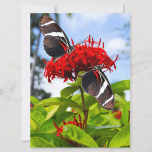 Zebra longwing butterflies on red flowers holiday card