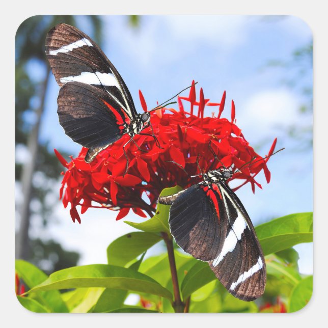 Zebra longwing butterflies on red flowers square sticker (Front)