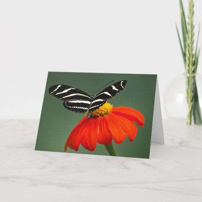 Zebra Longwing Butterfly Blank Greeting Card (Front)