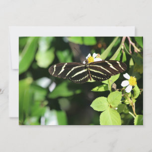Zebra Longwing Butterfly Card