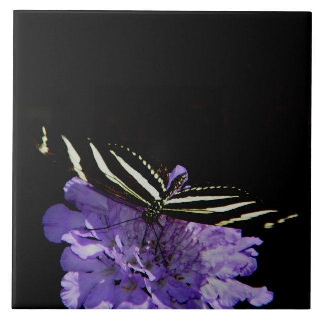 Zebra Longwing Butterfly Ceramic Tile (Front)