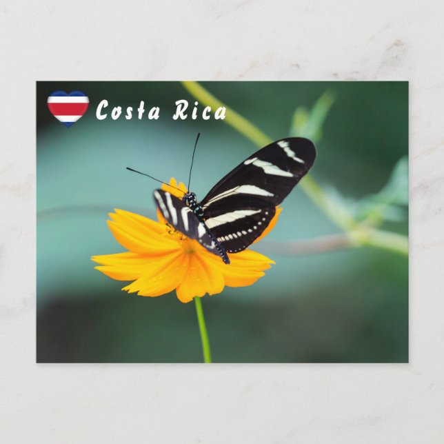 Zebra Longwing Butterfly - Costa Rica Postcard (Front)