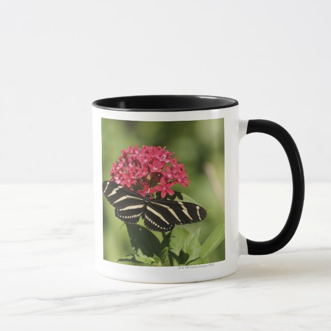 Zebra longwing butterfly, Heliconius Mug (Right)