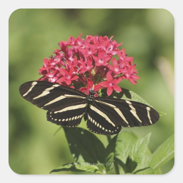 Zebra longwing butterfly, Heliconius Square Sticker (Front)