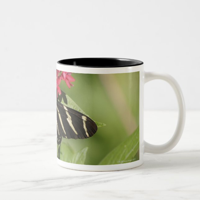 Zebra longwing butterfly, Heliconius Two-Tone Coffee Mug (Right)