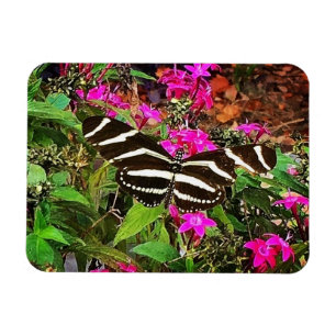 Zebra Longwing Butterfly  Magnet