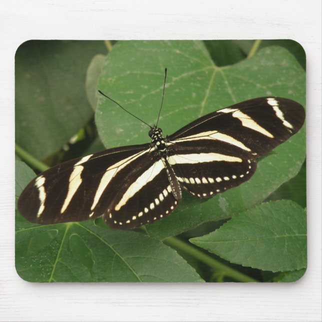 Zebra Longwing Butterfly Mousepad (Front)