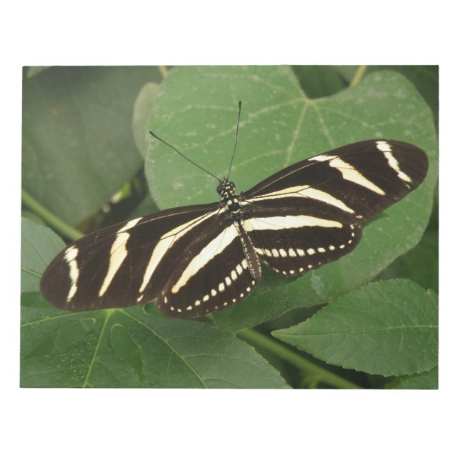Zebra Longwing Butterfly Notepad (Front)