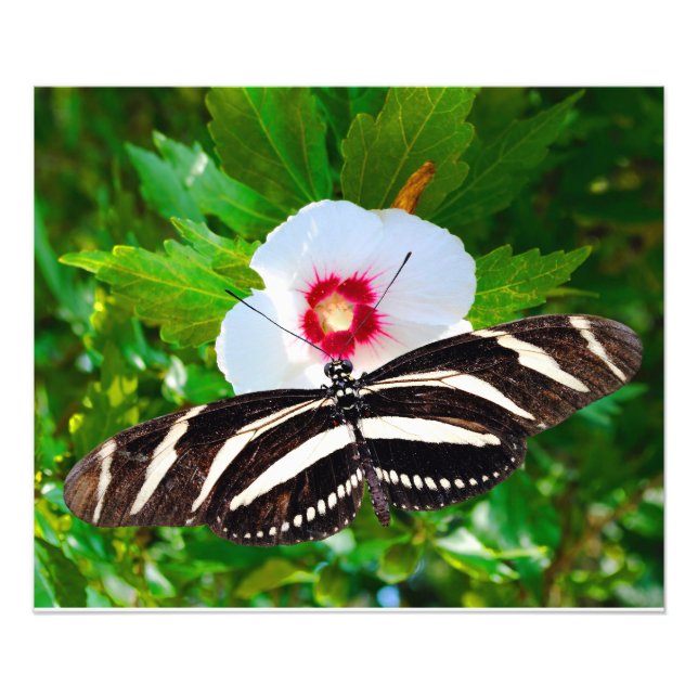 Zebra longwing butterfly on a Hibiscus Red Heart Photo Print (Front)