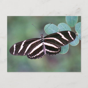 Zebra Longwing Butterfly Photo Postcard