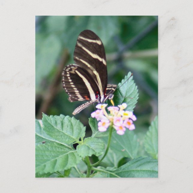 Zebra Longwing Butterfly Photo Postcard (Front)
