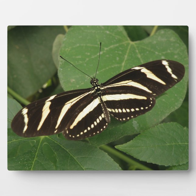Zebra Longwing Butterfly Plaque (Front)