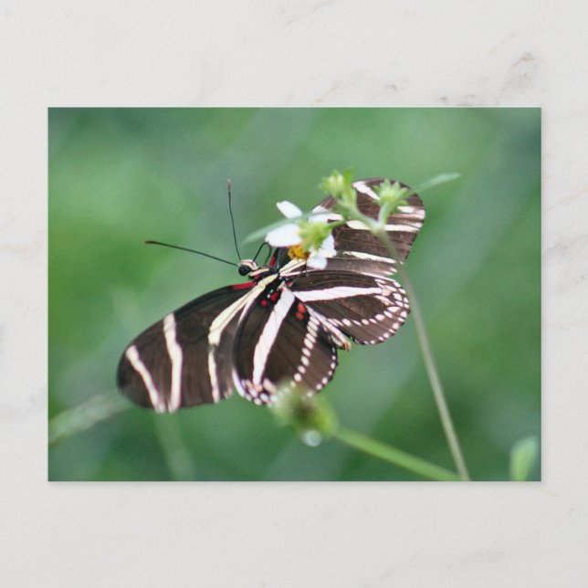 Zebra Longwing Butterfly Postcard (Front)
