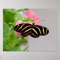 Zebra Longwing Butterfly
