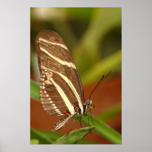 zebra longwing butterfly poster
