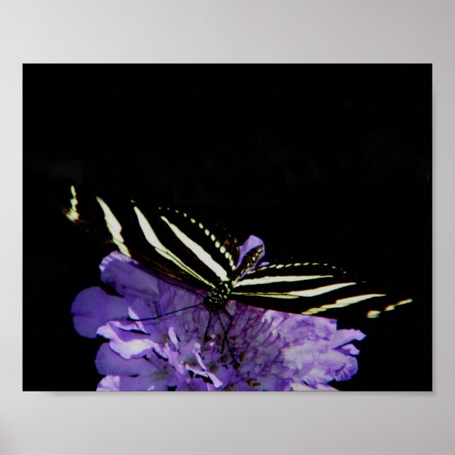 Zebra Longwing Butterfly Poster (Front)