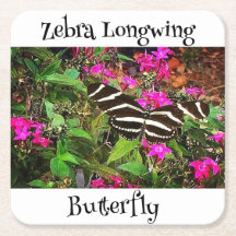 Zebra Longwing Butterfly
