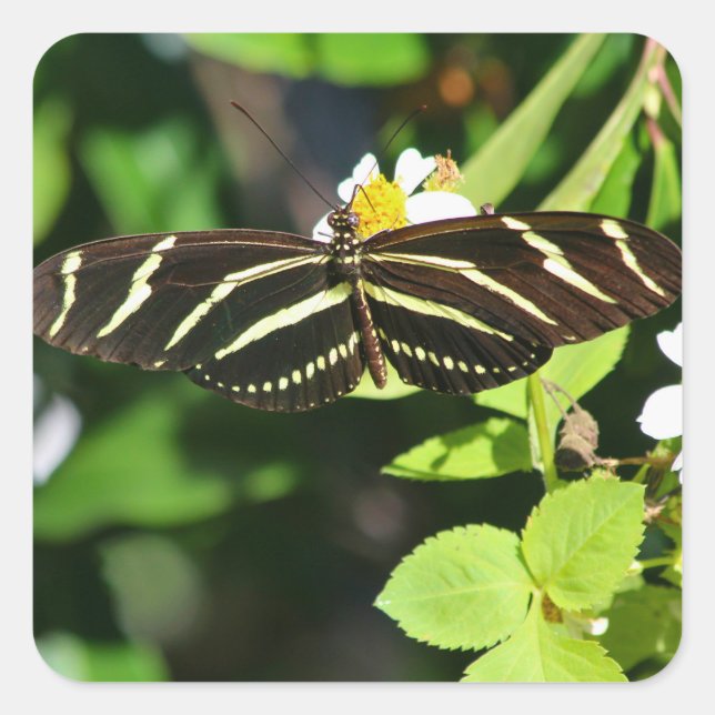 Zebra Longwing Butterfly Square Sticker (Front)