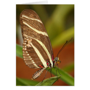 Zebra longwing card