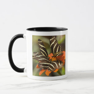 Zebra Longwing (heliconius charitonia) on flower Mug