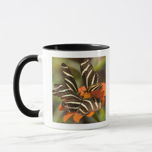 Zebra Longwing (heliconius charitonia) on flower Mug (Left)