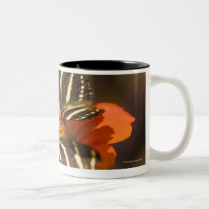 Zebra Longwing (heliconius charitonia) on flower Two-Tone Coffee Mug