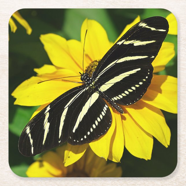 Zebra Longwing Square Paper Coaster (Front)