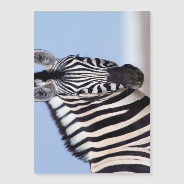Zebra looking at you (Front)
