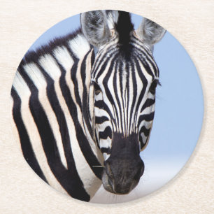 Zebra looking at you round paper coaster