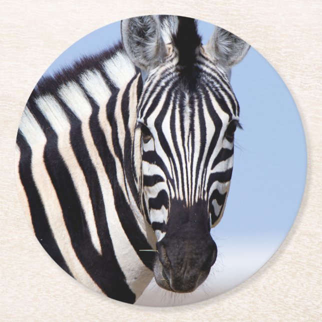 Zebra looking at you round paper coaster (Front)