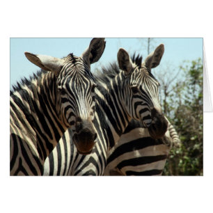 zebra looks