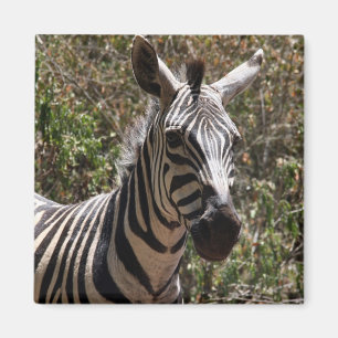 zebra looks magnet