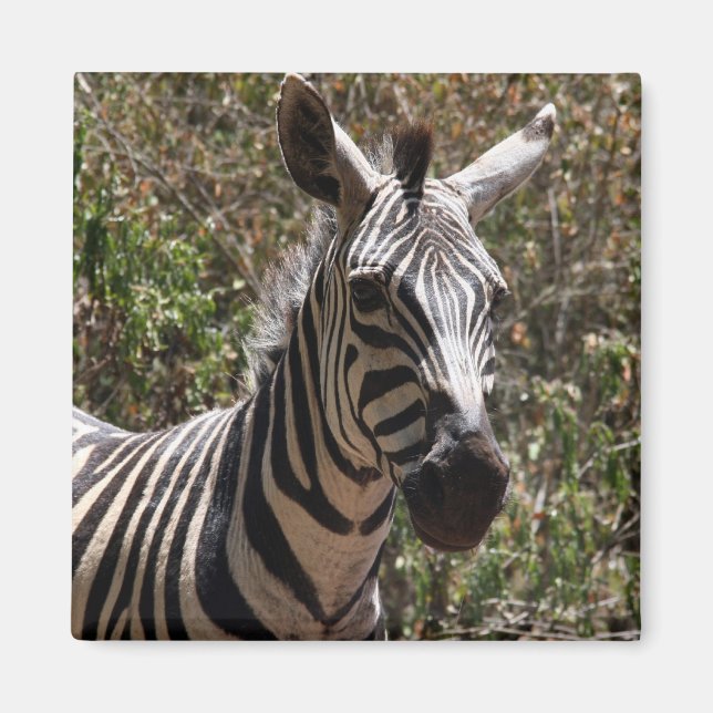 zebra looks magnet (Front)