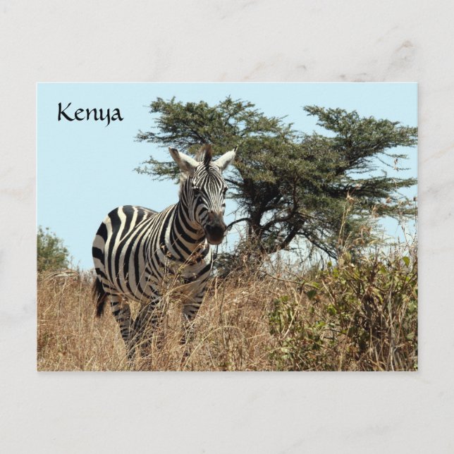 zebra looks postcard (Front)