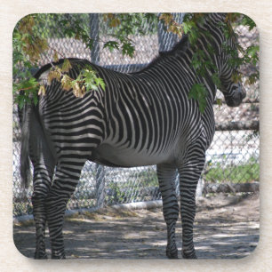 Zebra Love Coaster