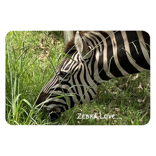 Zebra Love...Magnet Magnet (Horizontal)