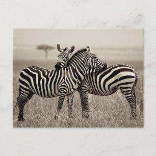 Zebra Love Postcard
