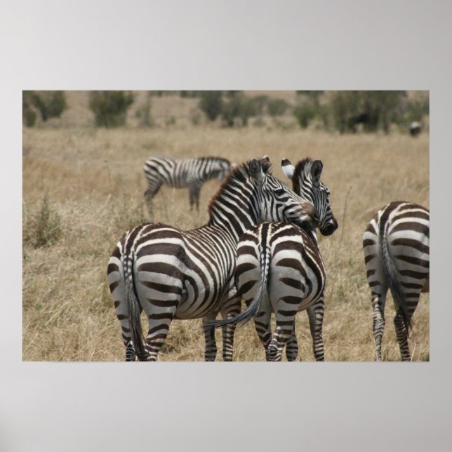 zebra love poster (Front)