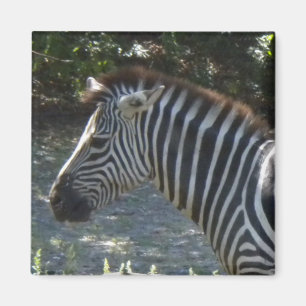 Zebra magnet