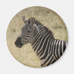 zebra mane magnet