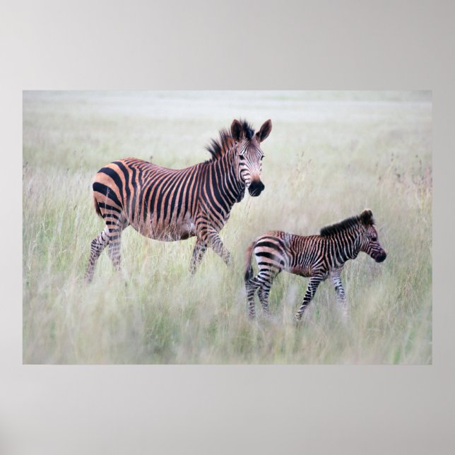 Zebra mom and baby poster (Front)