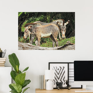 Zebra Mom & Foal 36 x 24 Photo Poster