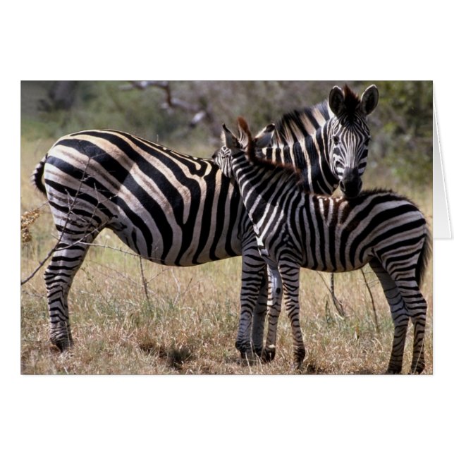 Zebra Mother and Foal (Front Horizontal)