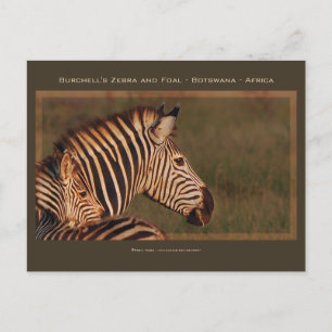 Zebra mother & baby safari greeting cards