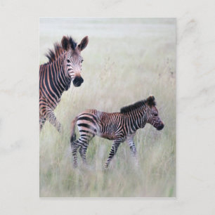 Zebra mum and baby postcard
