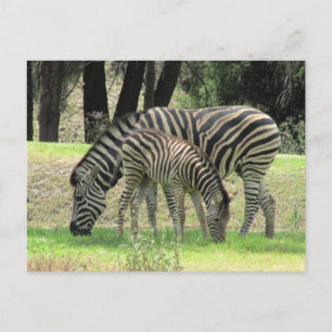 zebra mum and young postcard