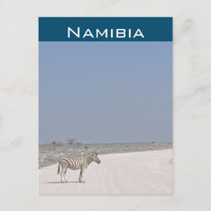 Zebra, Namibia Postcard