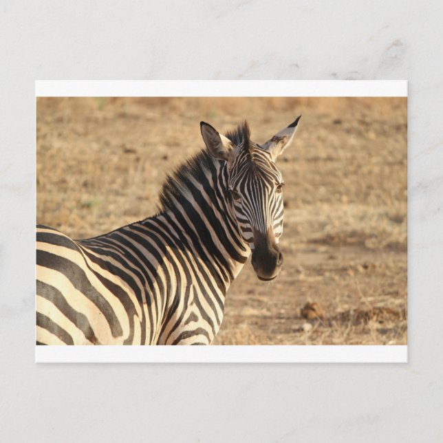 Zebra on the Savannah Postcard (Front)